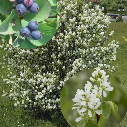 Amelanchier rotundifolia - Ümaralehine toompihlakas C5/5L